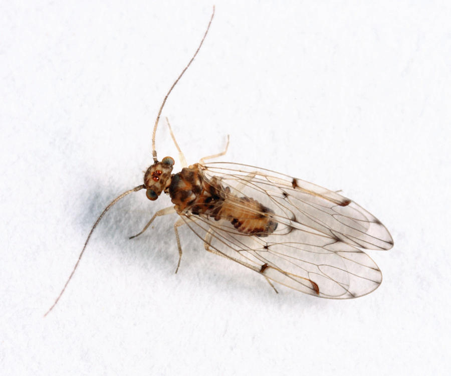 Ectopsocus californicus
