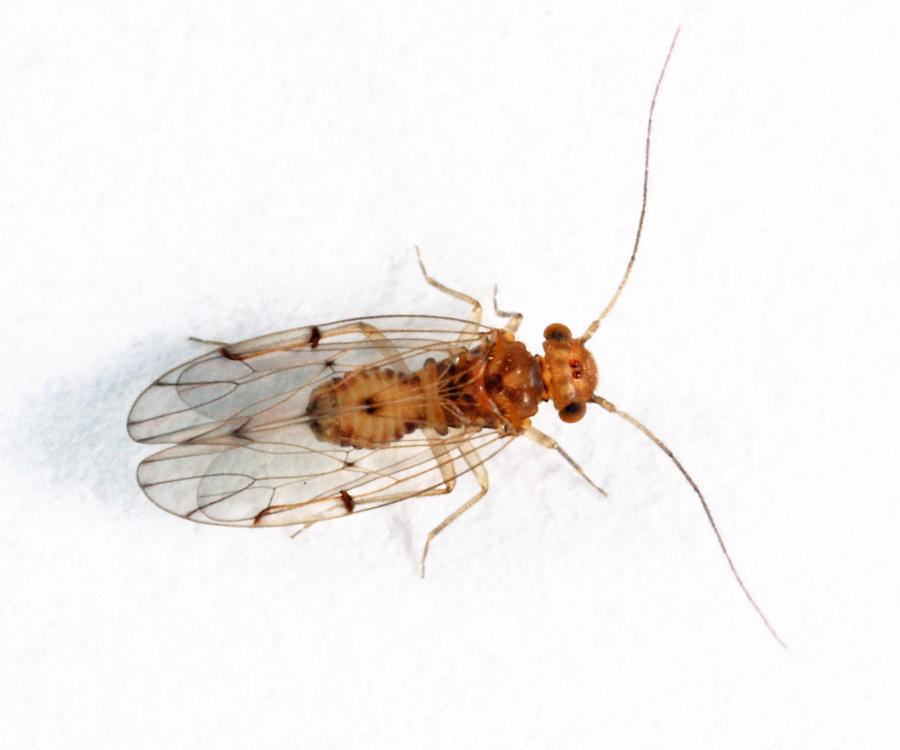 Ectopsocus briggsi
