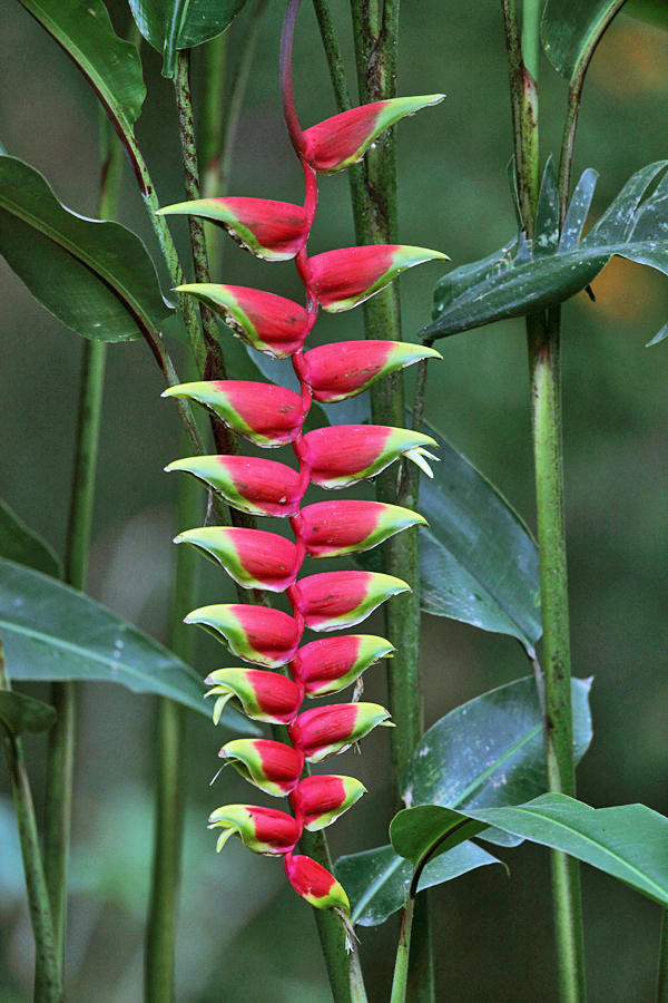 Lobster Claw Heliconia - Heliconia rostrata