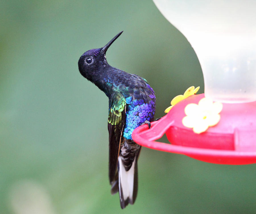 Velvet-purple Coronet - Boissonneaua jardini