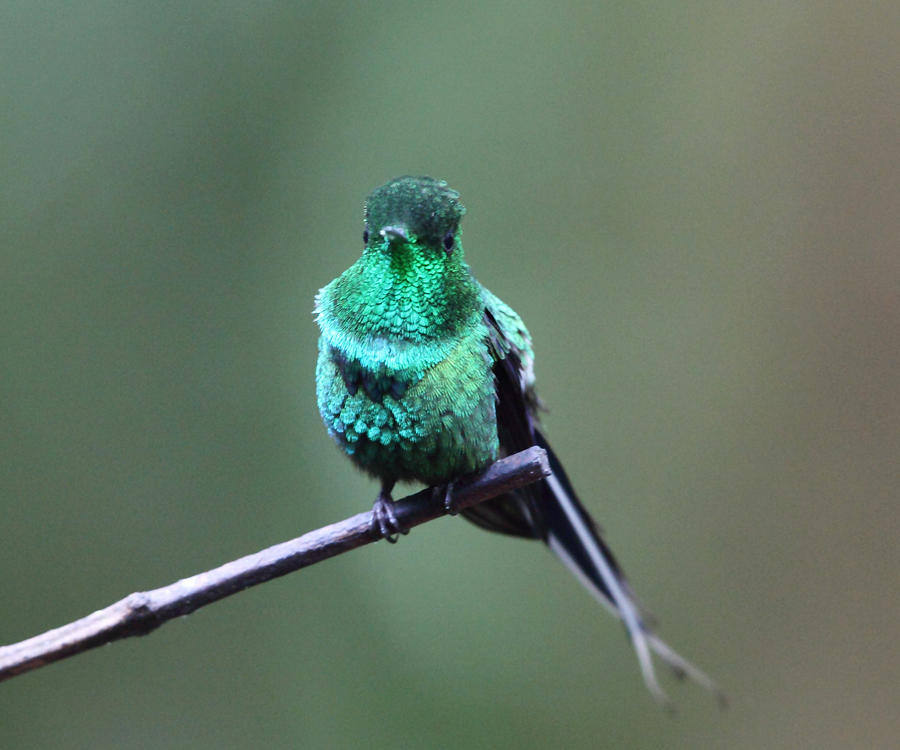 Green Thorntail - Discosura conversii
