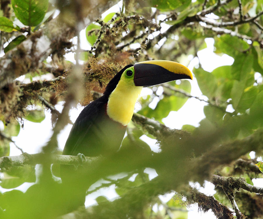 Chestnut-mandibled Toucan - Ramphastos swainsonii