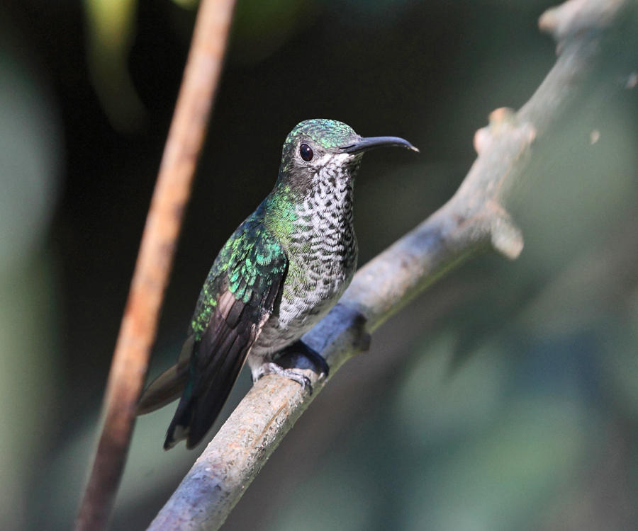 White-necked Jacobin - Florisuga mellivora (female)