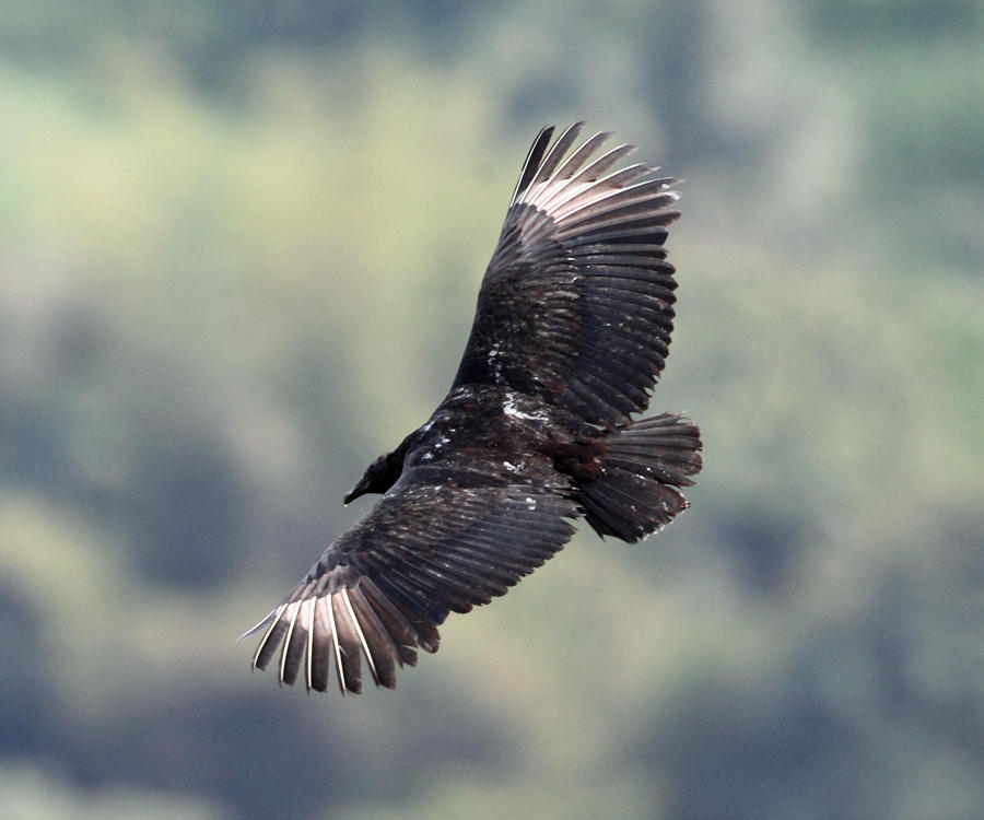 Black Vulture - Coragyps atratus