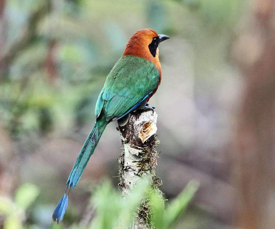 Rufous Motmot - Baryphthengus martii