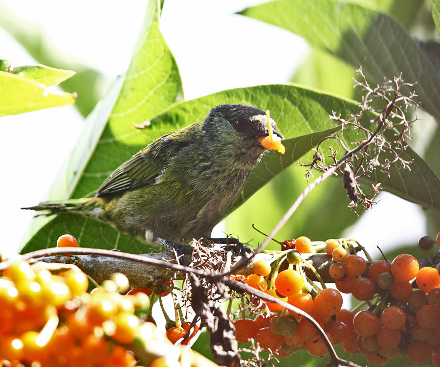 Black-capped Tanager - Tangara heinei (female)