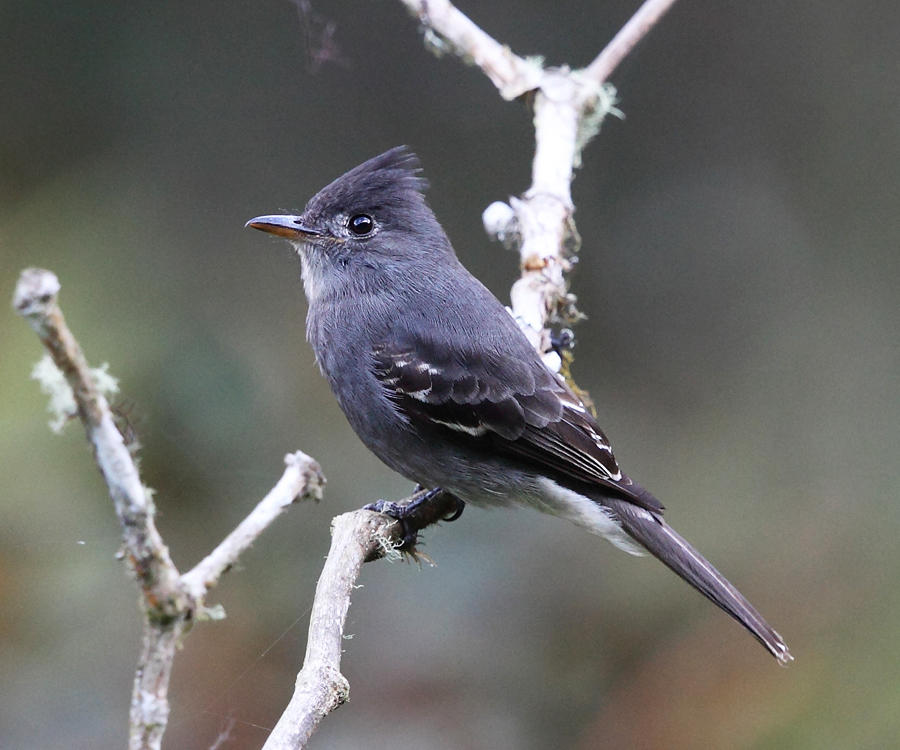 Smoke-colored Pewee - Contopus fumigatus