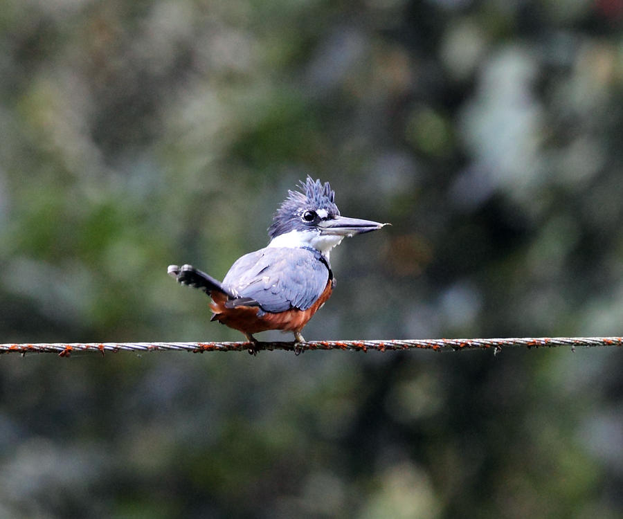 Ringed Kingfisher - Megaceryle torquata