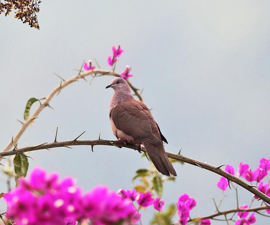 Ruddy Pigeon - Patagioenas subvinacea