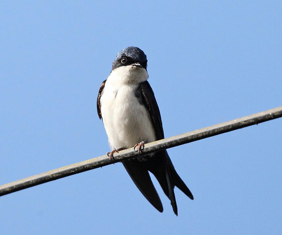 Blue and White Swallow - Notiochelidon cyanoleuca