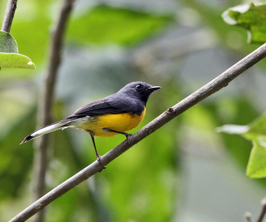 Slate-throated Whitestart - Myioborus miniatus