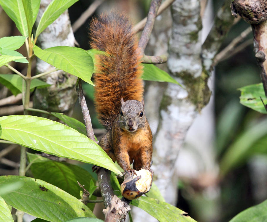 Red-tailed Squirrel - Sciurus granatensis