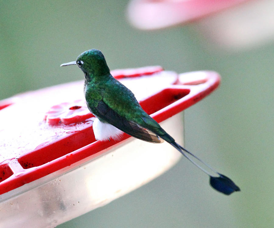 Booted Racket-tail - Ocreatus underwoodii