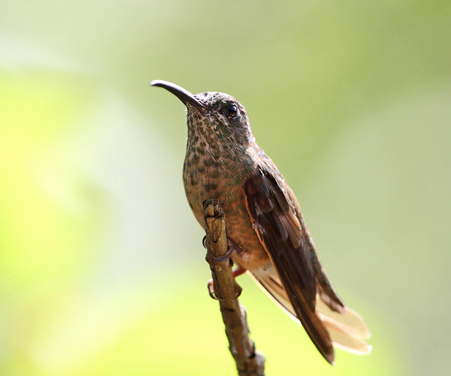 Fawn-breasted Brilliant - Heliodoxa rubinoides