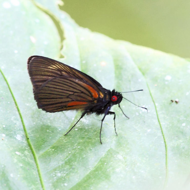 Carmenta Skipper - Dion carmenta carmenta