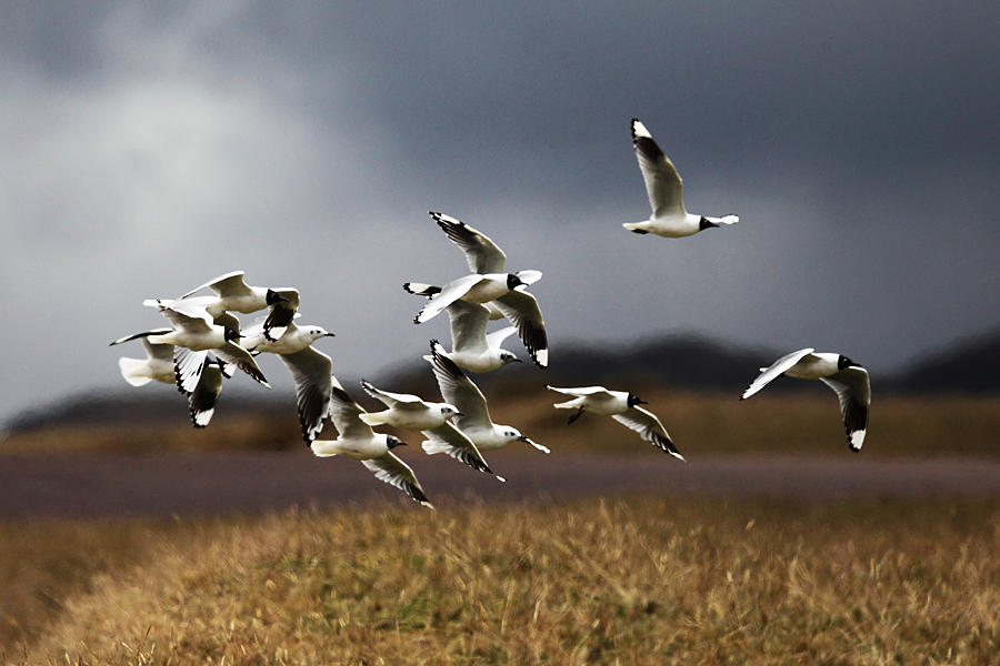 Andean Gull - Chroicocephalus serranus