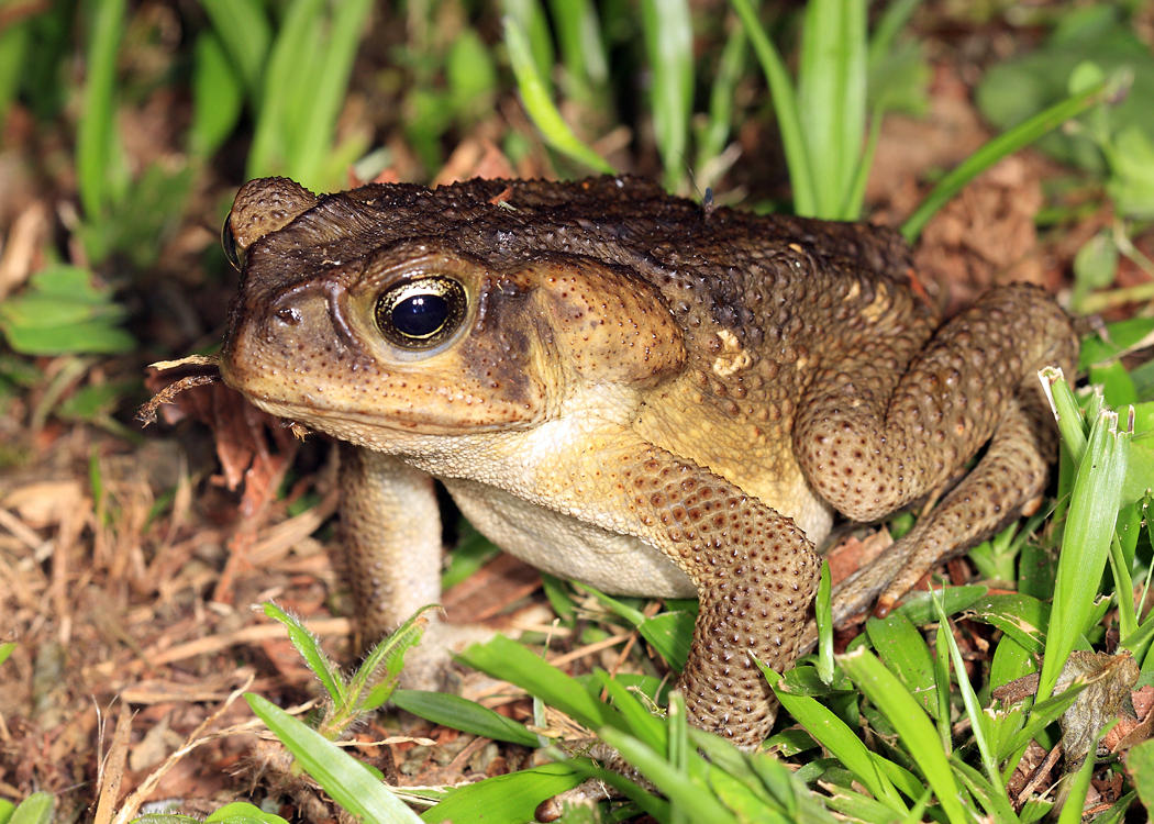 Giant Toad - Rhinella horribilis