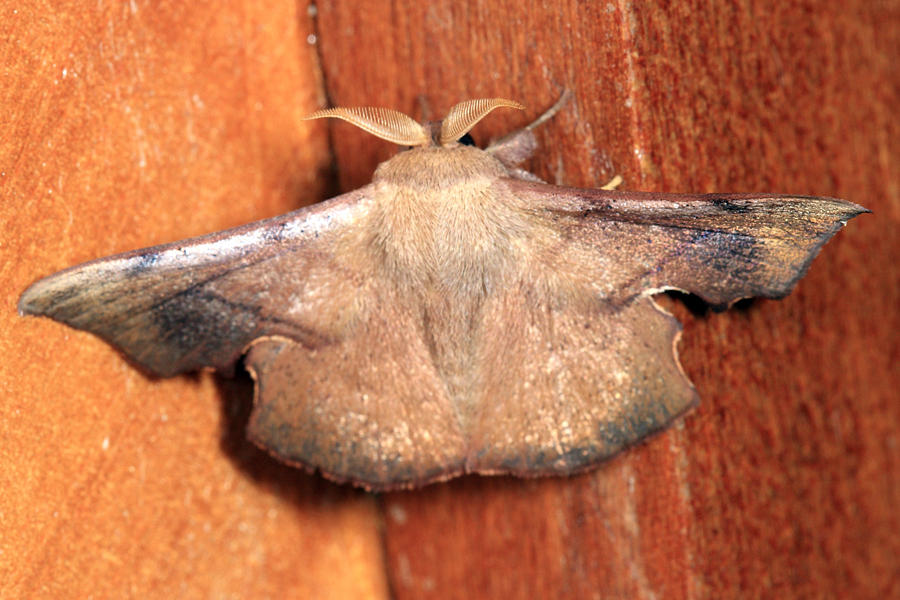 Trogoptera nr guianaca