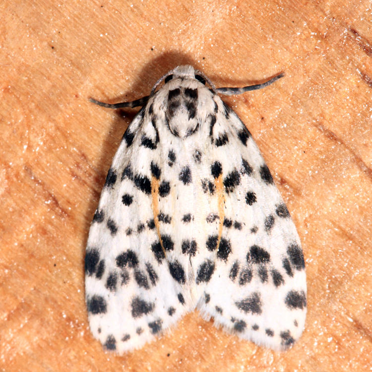 Clemensia leopardina