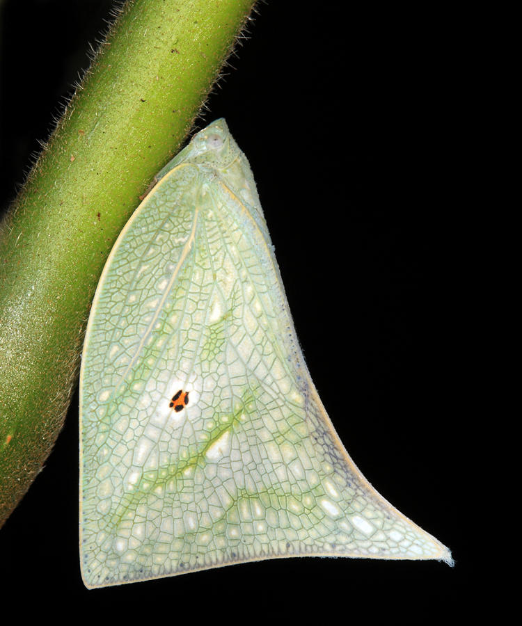 Flatid Planthopper