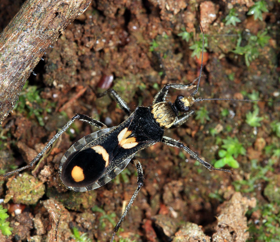 Rasahus arcuiger