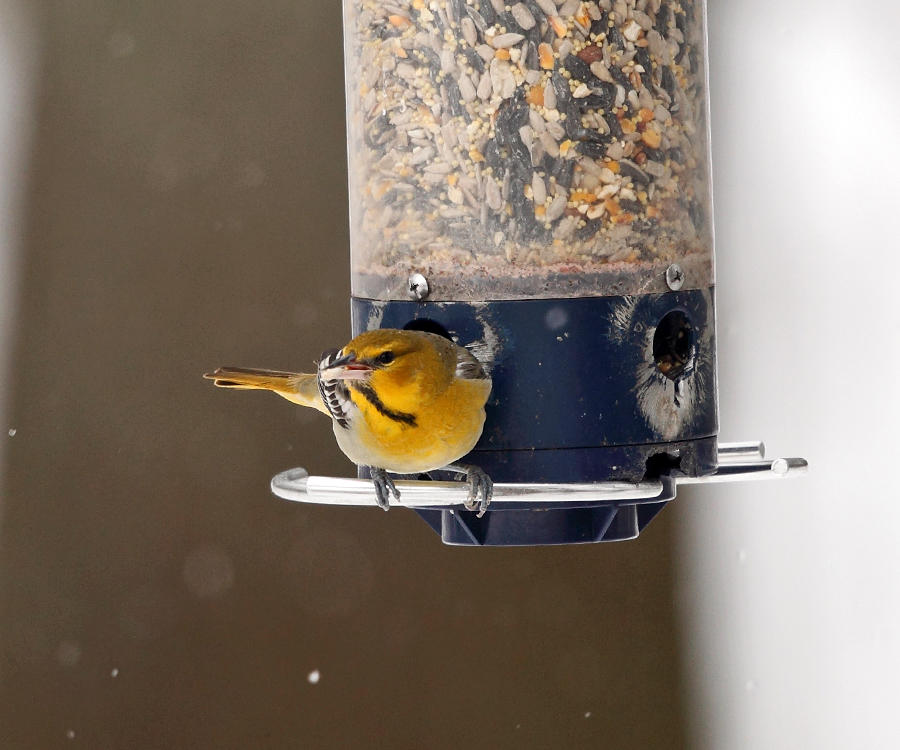 Bullocks Oriole - Icterus bullockii 