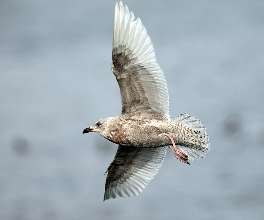 Iceland Gull - Larus glaucoides