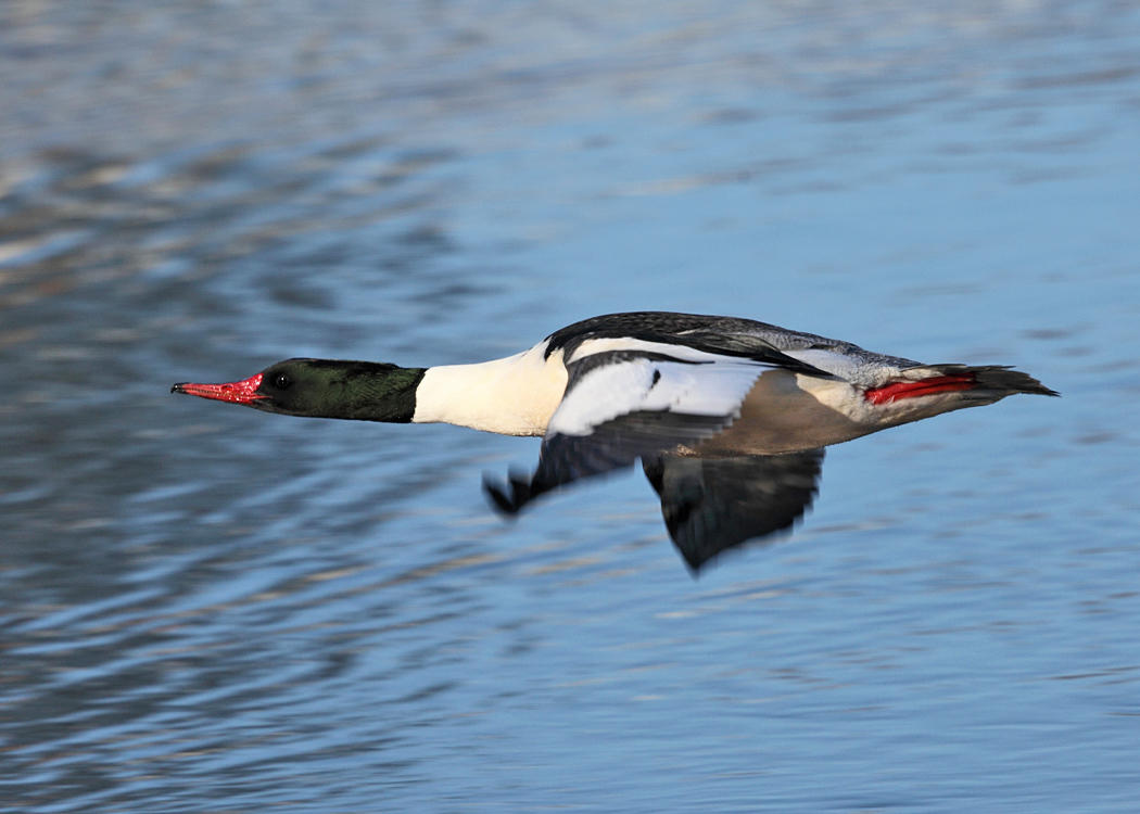 Common Merganser - Mergus merganser 