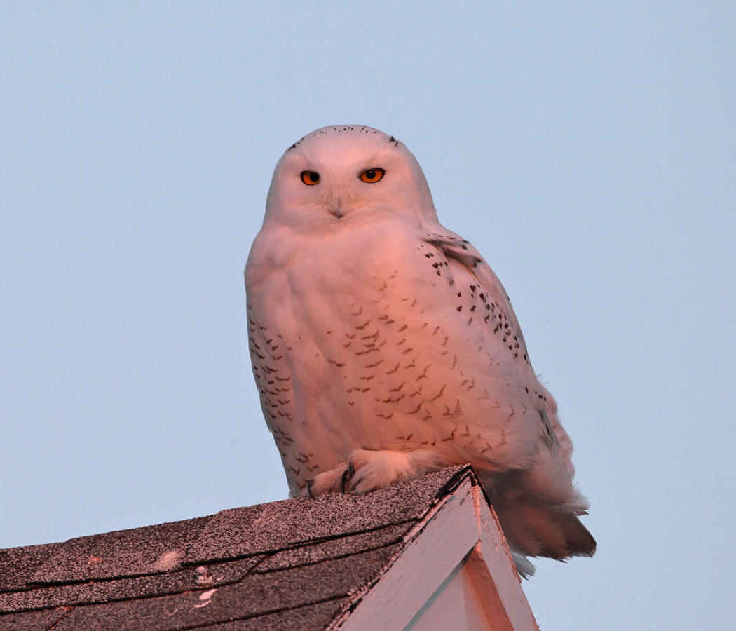 Snowy Owl - Bubo scandiacus (at sunset)
