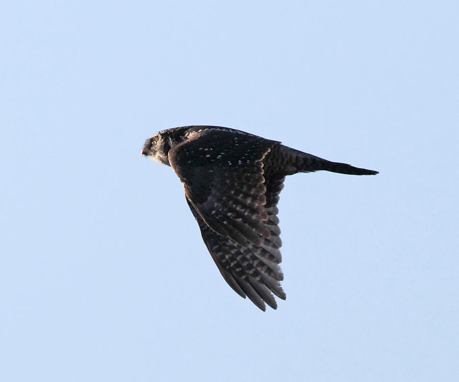 Northern Hawk Owl - Surnia ulula