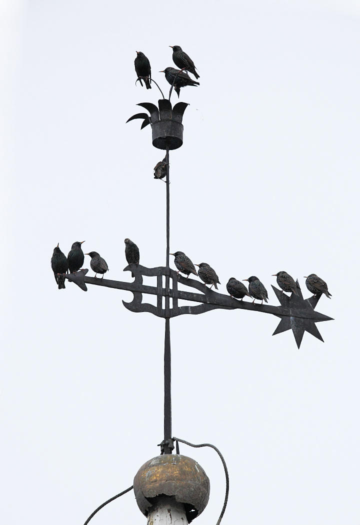 Starling filled Weathervane