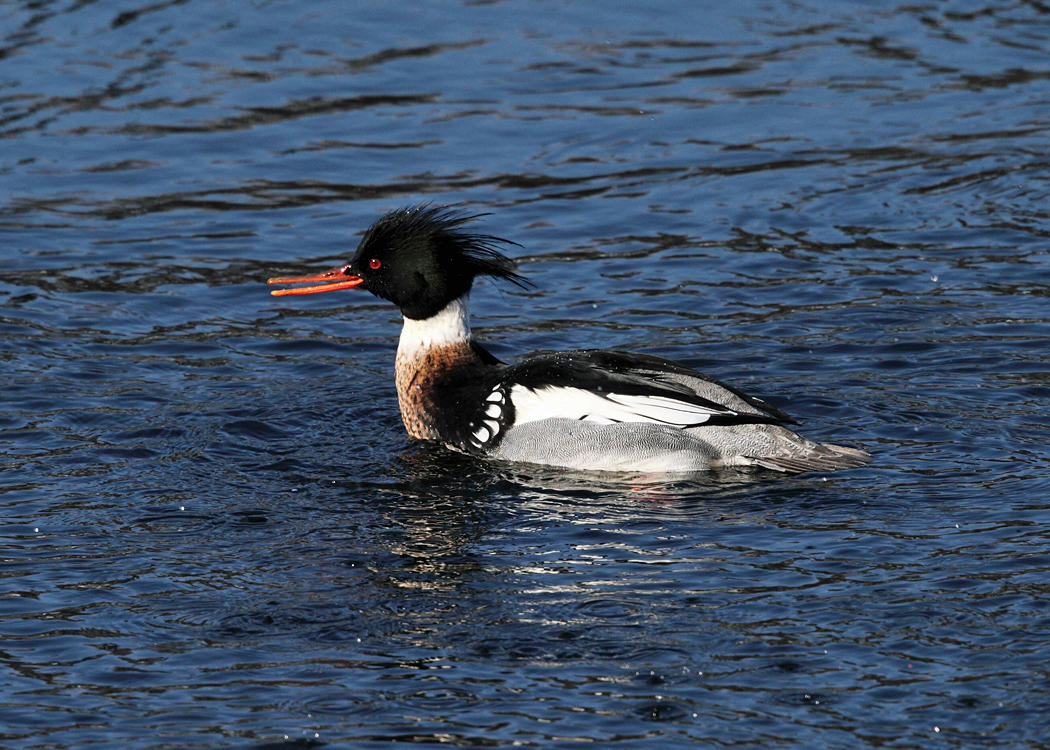 Red-breasted Merganser - Mergus serrator
