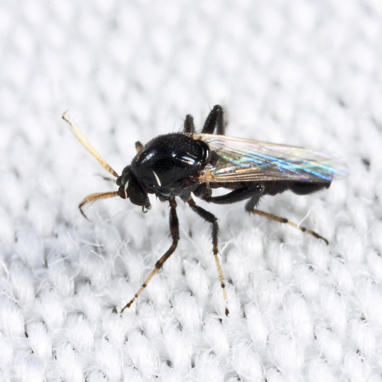 Bezzia mallochi or perplexa