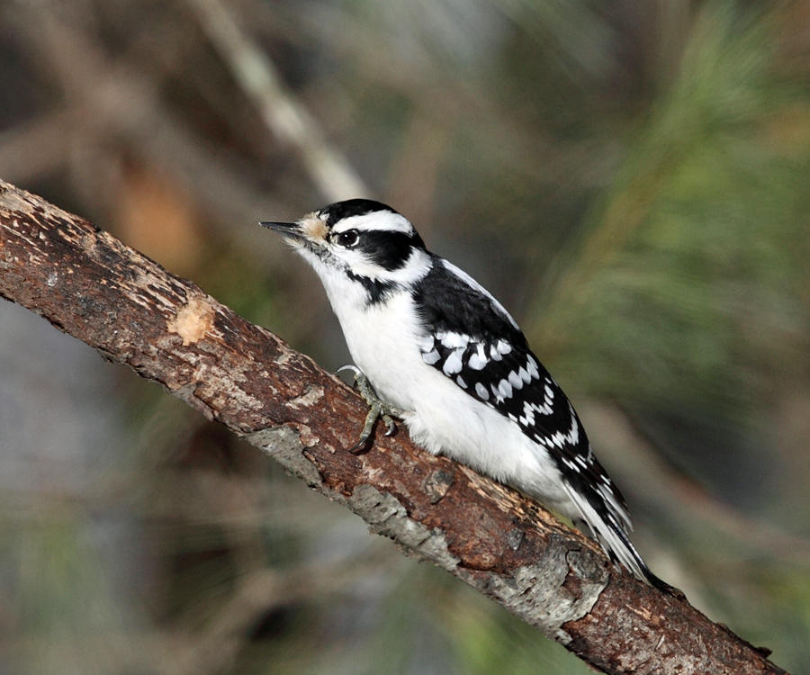 Downy Woodpecker - Picoides pubescens