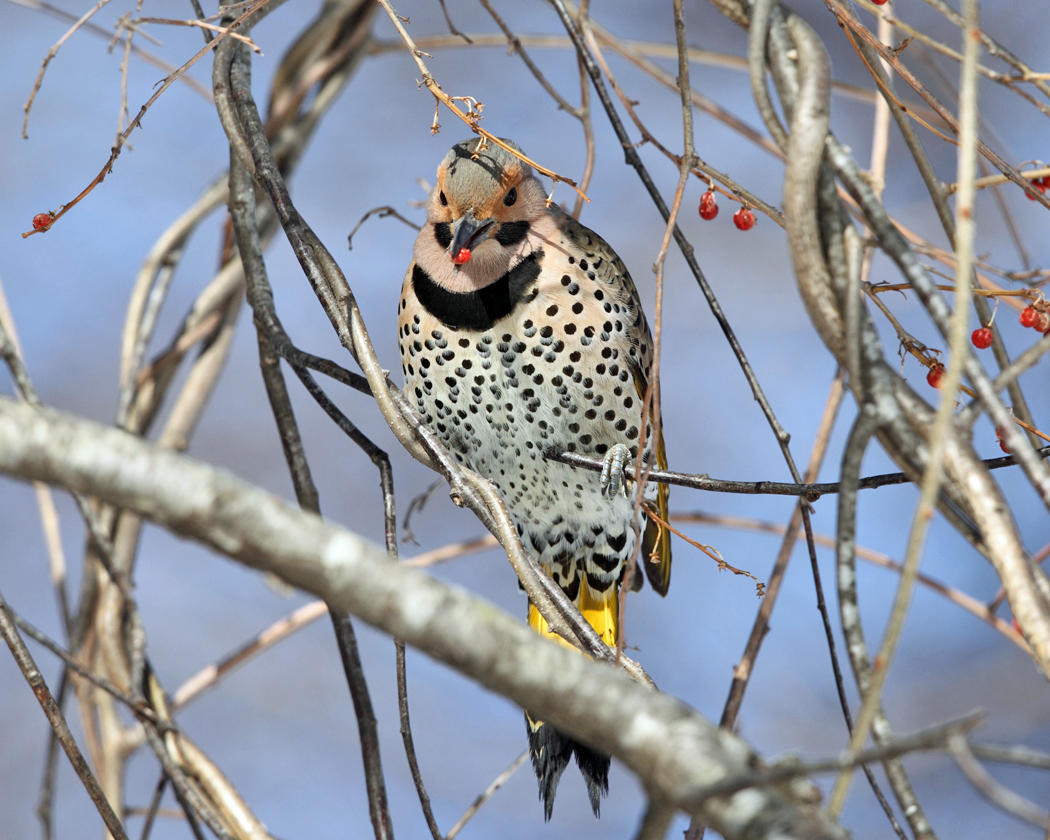 Northern Flicker - Colaptes auratus