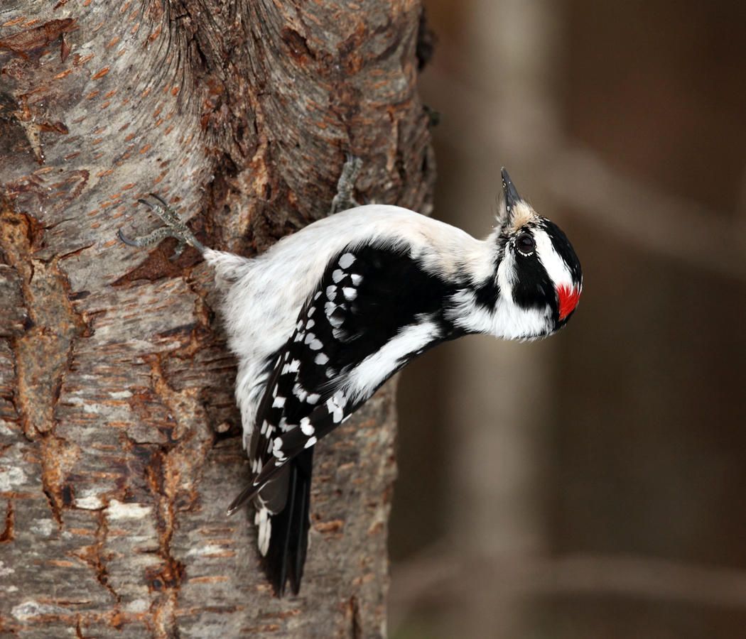 Downy Woodpecker - Picoides pubescens