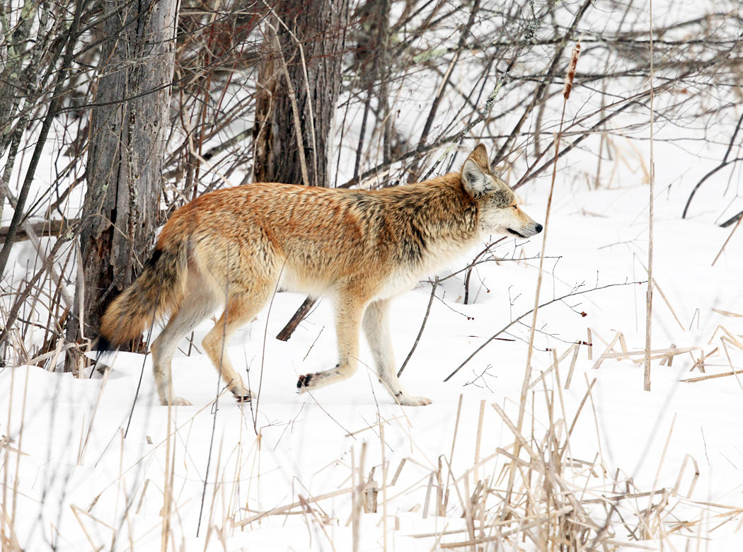 Coyote - Canis latrans