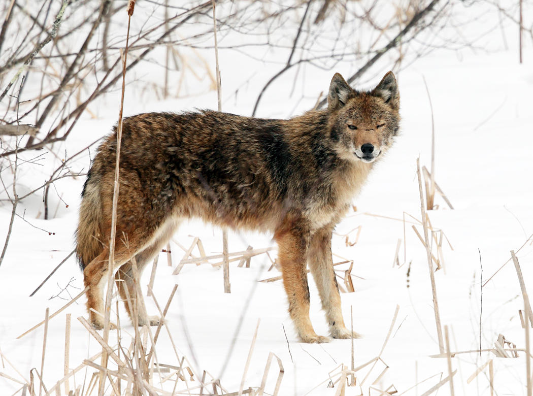 Coyote - Canis latrans