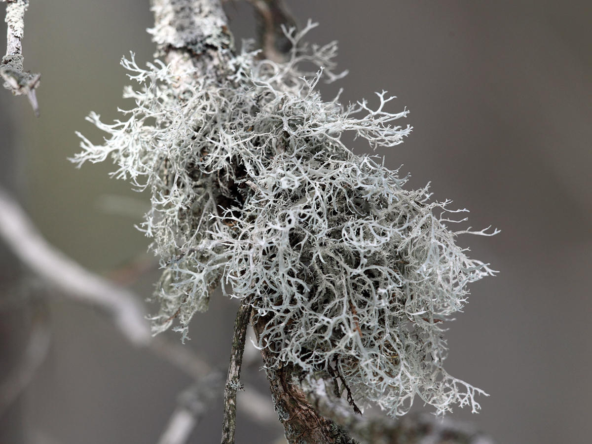Boreal Oakmoss - Evernia mesomorpha