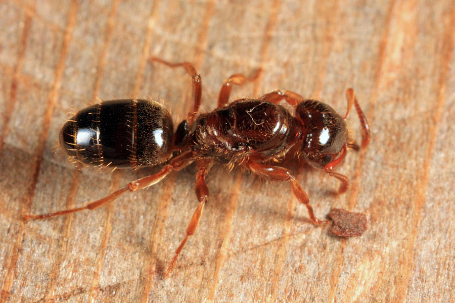 Lasius claviger