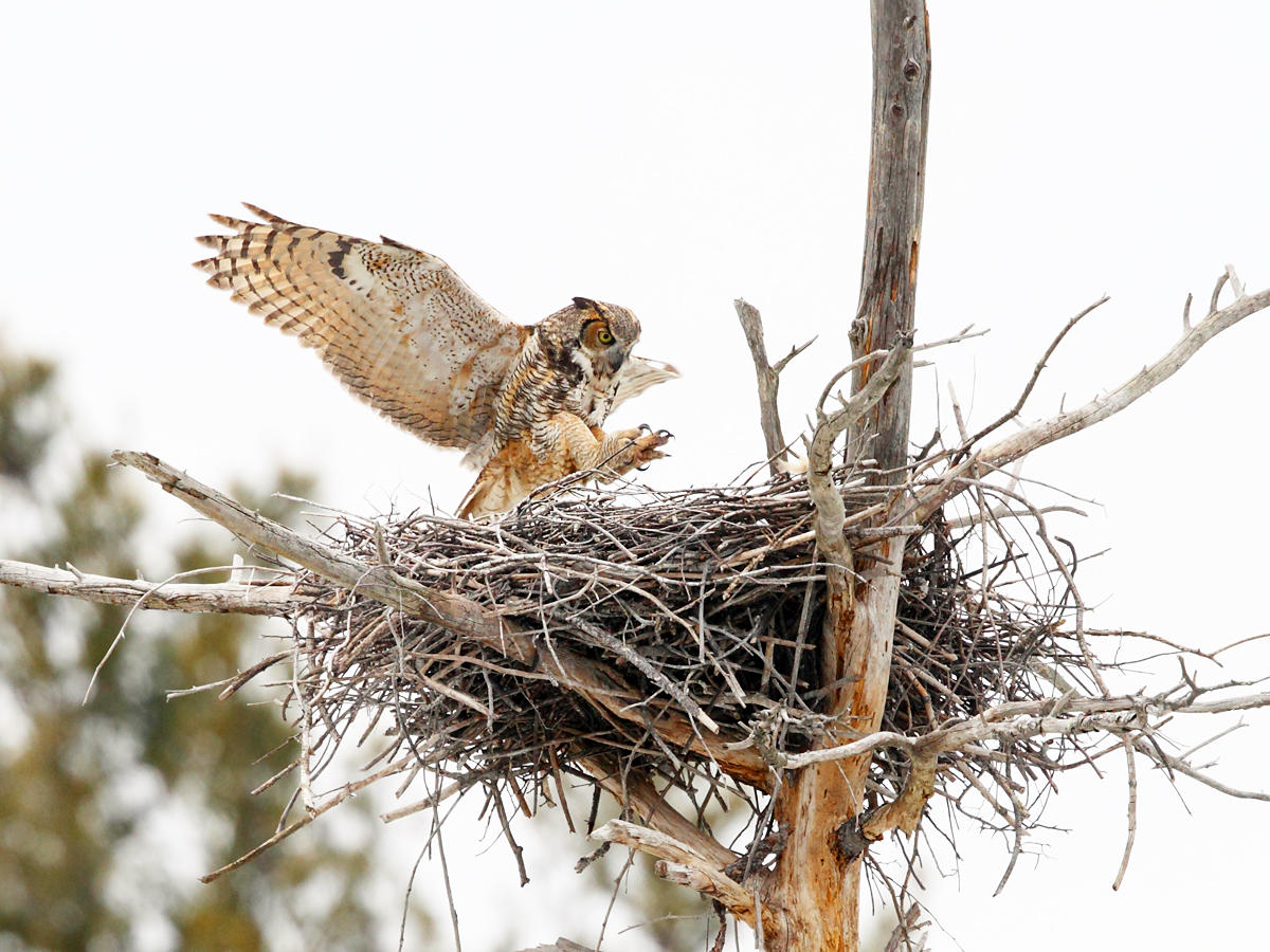 Great Horned Owl - Bubo virginianus