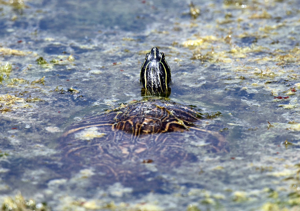 Florida Cooter - Pseudemys floridana