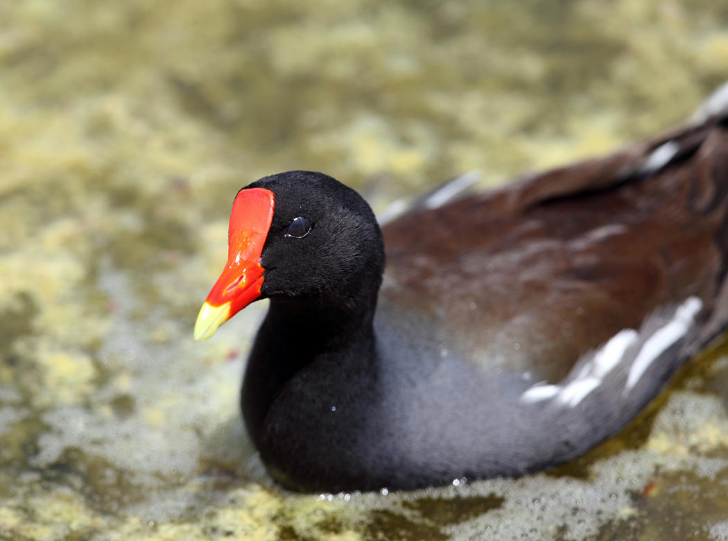 Common Gallinule - Gallinula galeata