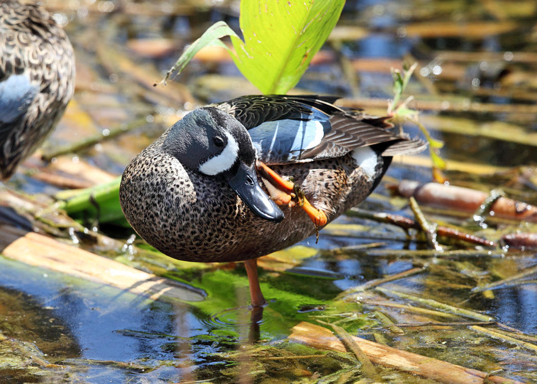 Blue-winged Teal - Anas discors