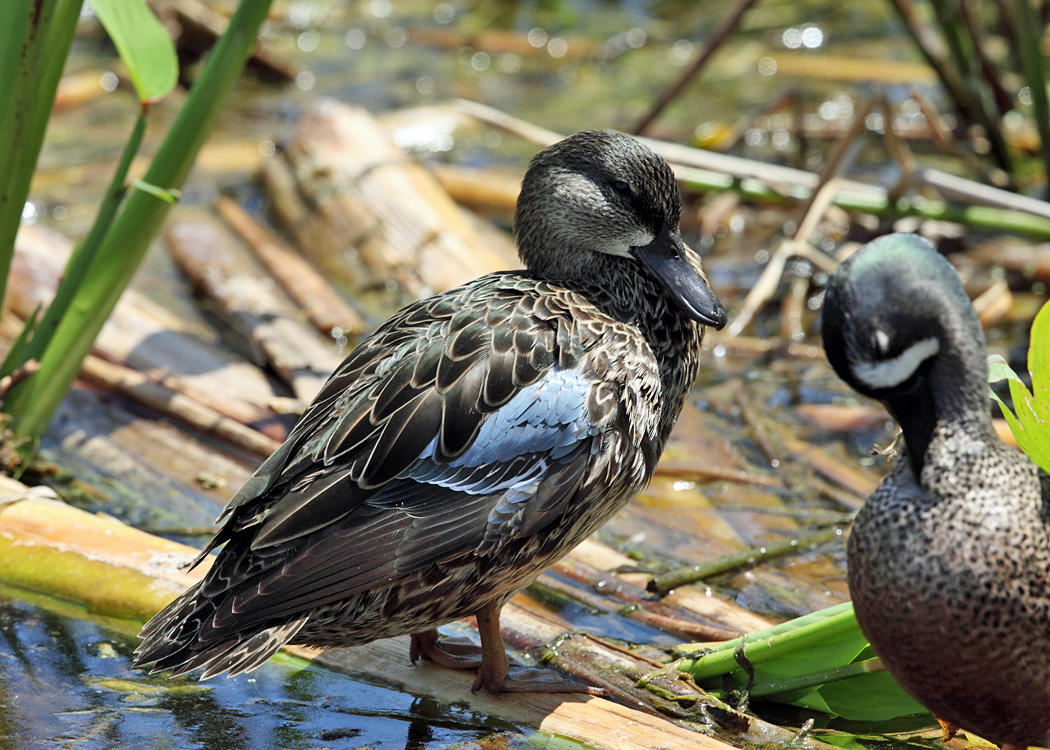 Blue-winged Teal - Anas discors (female)