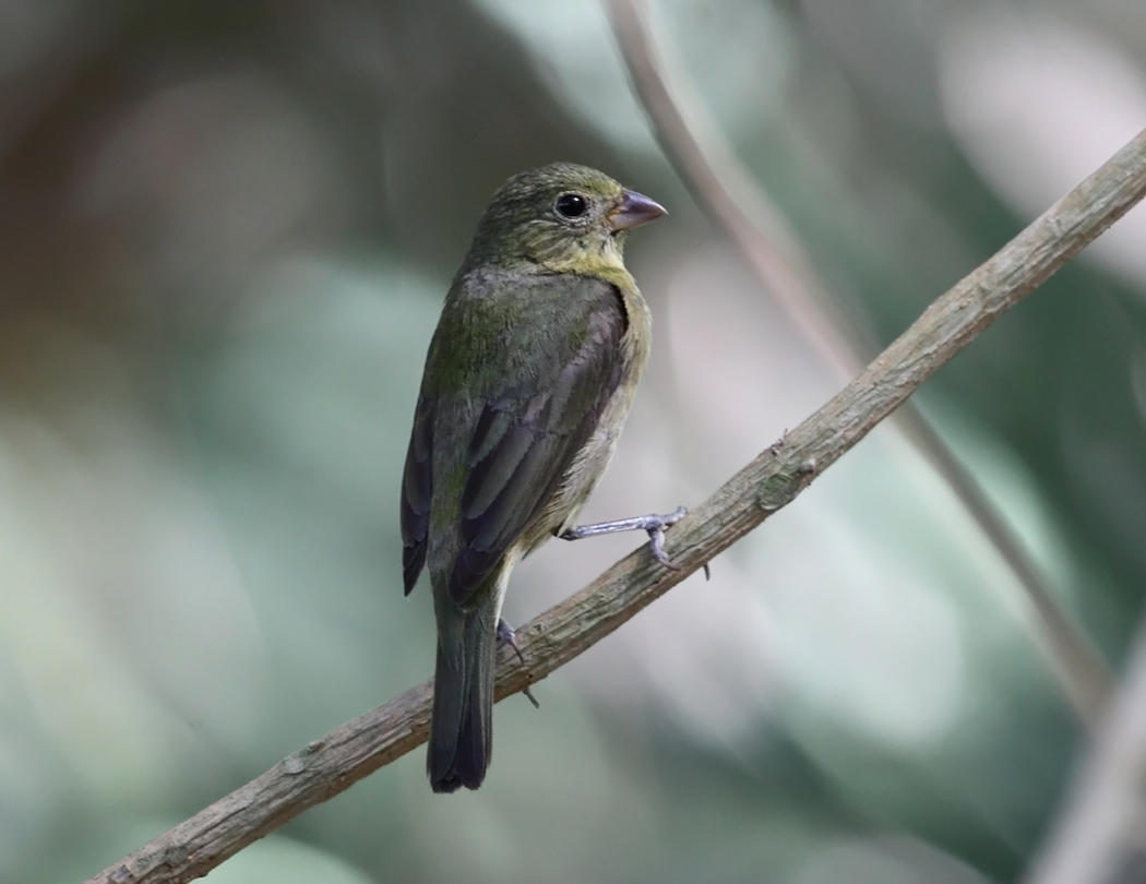 Painted Bunting - Passerina ciris (female)