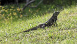 Green Iguana - Iguana iguana