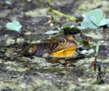 Pig Frog - Lithobates grylio