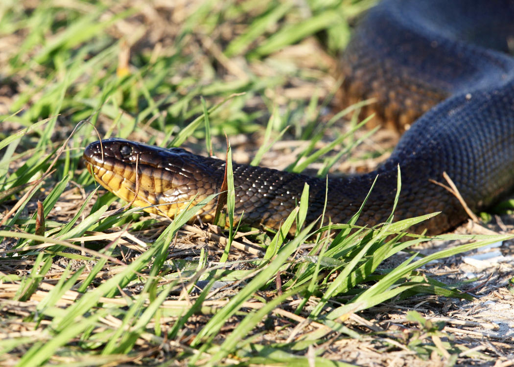 Florida Green Water Snake - Nerodia floridana