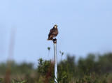 Snail Kite - Rostrhamus sociabilis